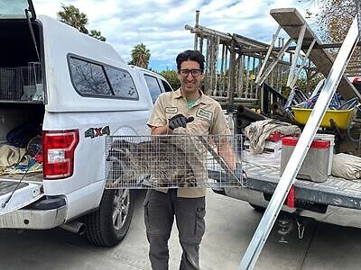 The Villages raccoon trapping